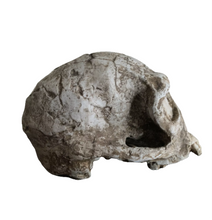 Load image into Gallery viewer, Pre-owned: Homo habilis KNM-ER 1813 cranium replica Full-size reconstruction cast reconstruction