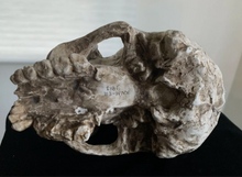 Load image into Gallery viewer, Pre-owned: Homo habilis KNM-ER 1813 cranium replica Full-size reconstruction cast reconstruction