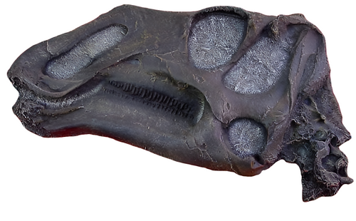 Gryposaurus Skull Plaque cast replica Dinosaur