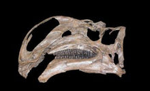 画像をギャラリービューアに読み込む, Altirhinus

Iguanodon Skull cast replica