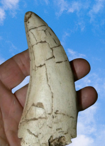 T.rex tooth #7. Large 5