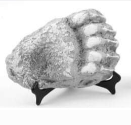 Bear: Adult Grizzly Bear footprint cast replica Alaska #1