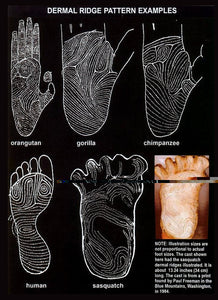 1984 Paul Freeman's "Wrinkle Foot" cast  "A" Bigfoot Sasquatch footprint track cast replicas