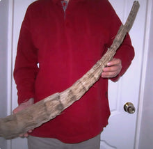 Laden Sie das Bild in den Galerie-Viewer, Fossil Woolly Rhino horn Authentic Coelodonta antiquitatis horn