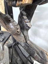 Laden Sie das Bild in den Galerie-Viewer, Castoroides skull Giant Fossil Beaver