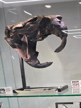 Laden Sie das Bild in den Galerie-Viewer, Castoroides skull Giant Fossil Beaver