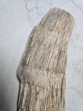 Laden Sie das Bild in den Galerie-Viewer, Fossil Woolly Rhino horn Authentic Coelodonta antiquitatis horn