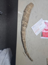Laden Sie das Bild in den Galerie-Viewer, Fossil Woolly Rhino horn Authentic Coelodonta antiquitatis horn