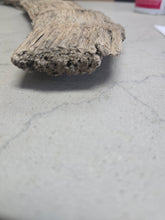 Laden Sie das Bild in den Galerie-Viewer, Fossil Woolly Rhino horn Authentic Coelodonta antiquitatis horn