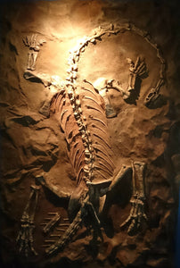 Massospondylus carinatus Skull Fossil Cast