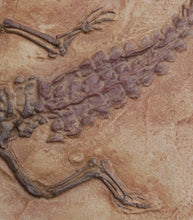 Load image into Gallery viewer, Crocodilaemus robustus, crocodile, Jurassic #1597 replica