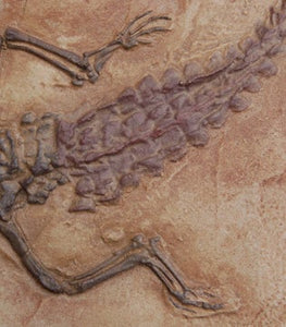 Crocodilaemus robustus, crocodile, Jurassic #1597 replica