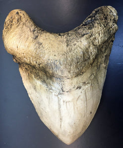 Megalodon Shark Tooth Over 7 Inches, World Record #3050 replica
