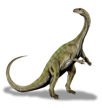 Load image into Gallery viewer, Massospondylus carinatus Skull Fossil Cast