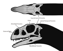 Load image into Gallery viewer, Massospondylus carinatus Skull Fossil Cast