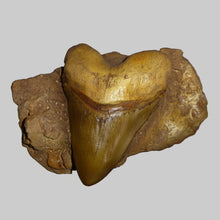 Cargar imagen en el visor de la galería, Shark tooth in matrix
Resin cast replica Carcharocles megalodon