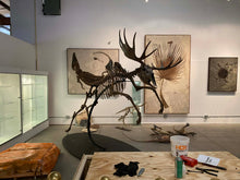 Charger l'image dans la galerie, Acles spelea (Pleistocene gigantic Elk)