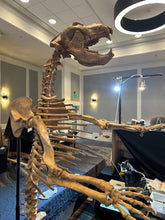 Load image into Gallery viewer, Cave Bear: Original Fossil Cave Bear skeleton 8 ft tall!