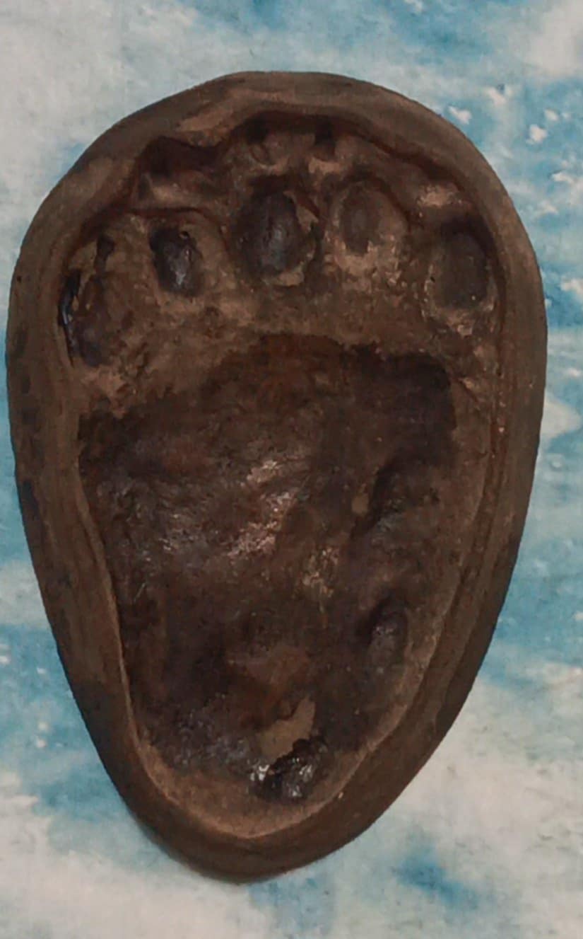 Bear: Footprint Adult Black Bear Inverse Footprint cast replica