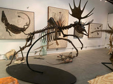 Charger l'image dans la galerie, Acles spelea (Pleistocene gigantic Elk)