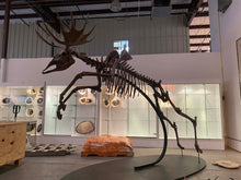 Charger l'image dans la galerie, Acles spelea (Pleistocene gigantic Elk)