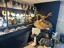 Charger l'image dans la galerie, Pleistocene Wolf Skeleton  Fossils)