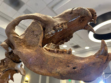 Load image into Gallery viewer, Cave Bear: Original Fossil Cave Bear skeleton 8 ft tall!