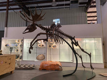 Charger l'image dans la galerie, Acles spelea (Pleistocene gigantic Elk)