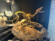 Charger l'image dans la galerie, Pleistocene Wolf Skeleton  Fossils)