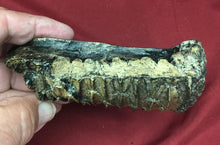 Load image into Gallery viewer, Edmontosaurus Tooth &quot;Battery&quot; Teeth. Cast Replica #3 Dinosaur
