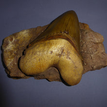 Cargar imagen en el visor de la galería, Shark tooth in matrix
Resin cast replica Carcharocles megalodon