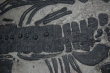 画像をギャラリービューアに読み込む, Plesiosaurus macrocephalus, juvenile Found by Mary Anning #430