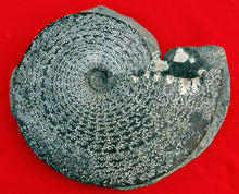 Charger l&#39;image dans la galerie, Placenticeras meeki, Ammonite #1193 cast replica