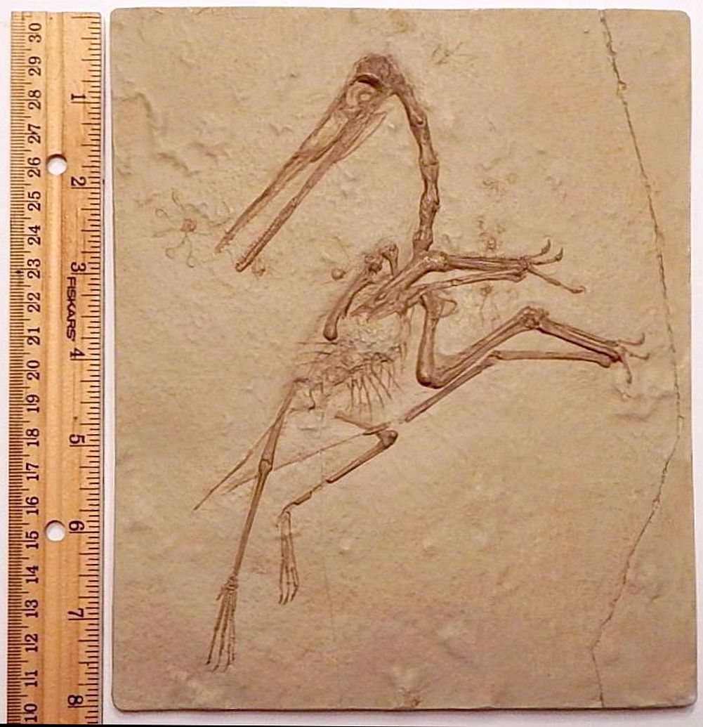 Pterosaur Pterodactylus antiguus (Pterosaur #2)