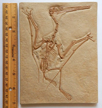 Load image into Gallery viewer, Pterosaur Pterodactylus Replica Reproduction (Pterosaur #1)