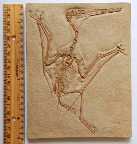 Pterosaur Pterodactylus Replica Reproduction (Pterosaur #1)