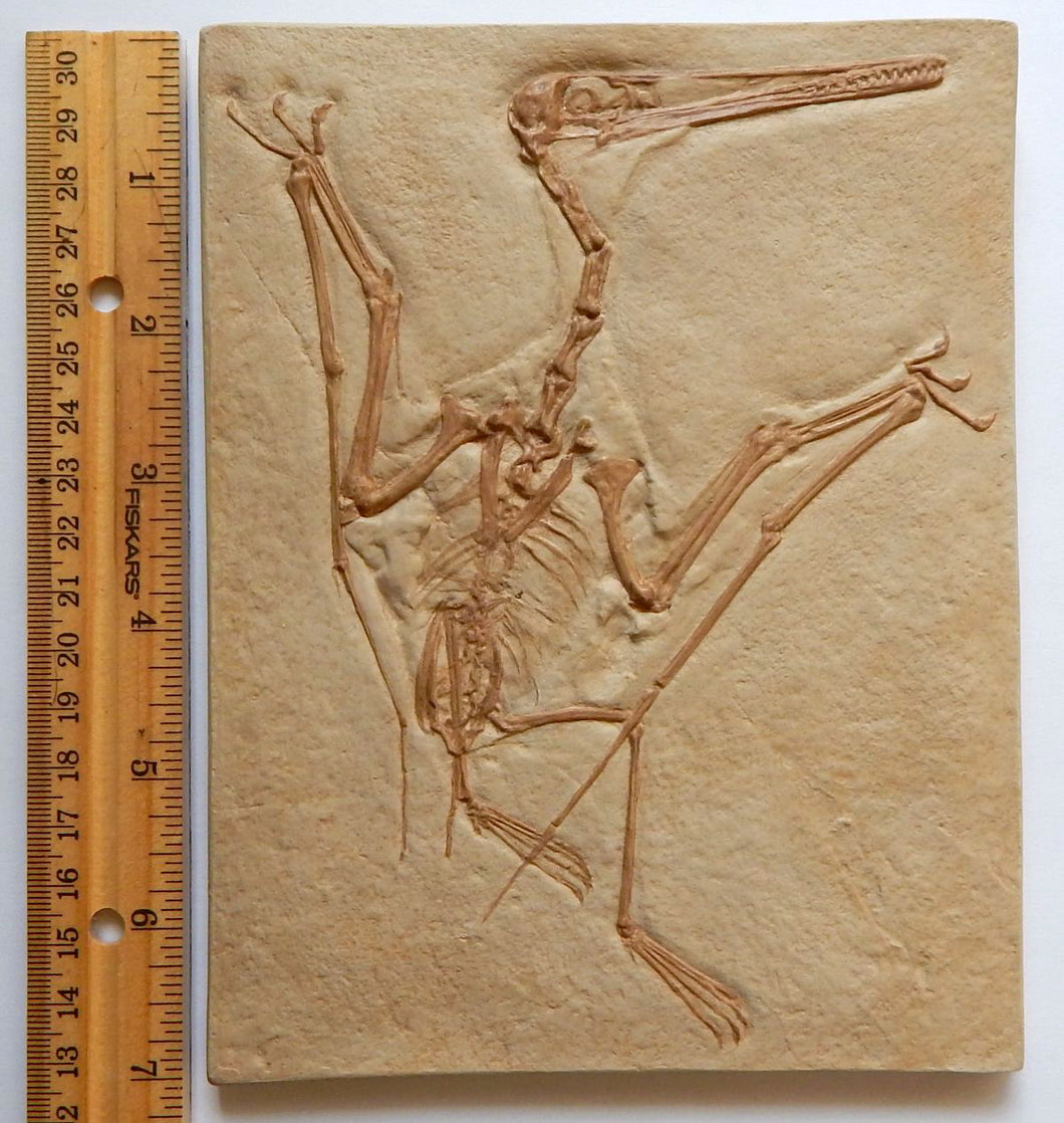 Pterosaur Pterodactylus Replica Reproduction (Pterosaur #1)