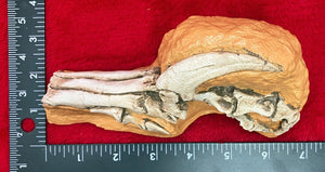 Velociraptor Foot in matrix cast replica