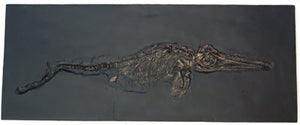 Ichthyosaurus, 48-inch Skeleton #1010 replica