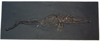 Ichthyosaurus, 48-inch Skeleton #1010 replica