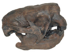 Laden Sie das Bild in den Galerie-Viewer, Megalonyx Ground Sloth skull cast replica #2 Adult skull