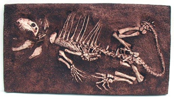 Dimetrodon Skeleton, juvenile cast replica