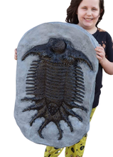 Load image into Gallery viewer, Terataspis grandis (Giant Trilobite) Cast Replica