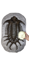 Load image into Gallery viewer, Terataspis grandis (Giant Trilobite) Cast Replica