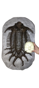 Terataspis grandis (Giant Trilobite) Cast Replica