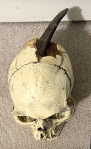 Spanish Conquistador Human Skull with Broad Ax Trauma Human skull Ax cast replica