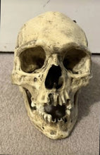 Load image into Gallery viewer, Spanish Conquistador Human Skull with Broad Ax Trauma Human skull Ax cast replica