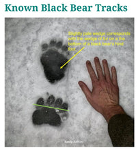 Cargar imagen en el visor de la galería, Grizzly Bear Track #4 Front Footprint Track Cast Replica Left Foot from a Grizzly Bear Track Preproduction