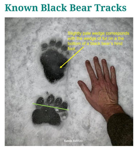 Grizzly Bear Track #4 Front Footprint Track Cast Replica Left Foot from a Grizzly Bear Track Preproduction