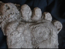 画像をギャラリービューアに読み込む, 1990 Bigfoot Mount Rainier Mt. Rainier Track Cast footprint replica